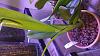 Cattleya iricolor-20170324_184250-jpg