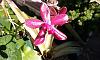 Phalaenopsis Owen Holmes-phalaenopsis_owen-holmes_20170330b_seca-jpg