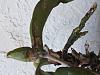 Burnt phalaenopsis-orchid1-jpg
