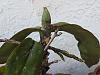 Burnt phalaenopsis-orchid3-jpg