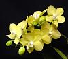 Favorite NOID Phalaenopsis-yellow2-jpg