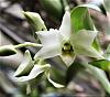 Dendrobium atroviolaceum x infundibulum-atroviolaceumxinfundibulum-5-jpg