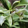Dendrobium atroviolaceum x infundibulum-atroviolaceumxinfundibulum-3-jpg