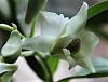 Dendrobium atroviolaceum x infundibulum-atroviolaceumxinfundibulum-7-jpg