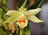 Dendrobium williamsonii-williamsonii-1-jpg