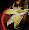 Dendrobium williamsonii-williamsonii-3-jpg