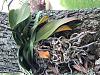 Root issues, orchids growing on trees-img_2800-jpg