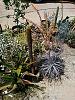 Easter flowers-dyckia_pink-ice_plant_easter_20170416a_seca-jpg