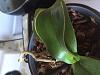 Wrinkly leaves and brown stem on my phalaenopsis?-img_3379-jpg
