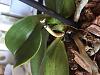 Wrinkly leaves and brown stem on my phalaenopsis?-img_3381-jpg