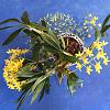 Dendrobium chrysotoxum-img_5859-jpg