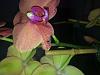 Orchid spots-img_0529-jpg