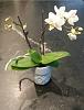 First Orchid (Possible Stem Rot Problem)-1-entire-plant-jpg