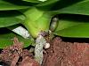 First Orchid (Possible Stem Rot Problem)-4-jpg