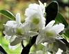 Dendrobium Nobile confusion-springdream-apollon-2-jpg