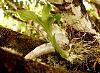 Unidentified rescued Catasetum-dsc03251-orchid-catasetum-cf-maculatum-unmarked-share-jpg