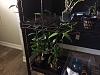 Mounting vanilla planifolia indoors on cork around window frame... ideas?-img_4424-jpg