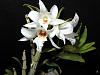 Dendrobium draconis-dendra05172-jpg