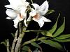 Dendrobium draconis-dendra05173-jpg