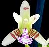 Sedirea japonica-orchids-sedirea-japonica-001-jpg
