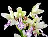 Sedirea japonica-orchids-sedirea-japonica-002-jpg