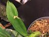 Bumps on catasetum type orchid??-img_8123-jpg
