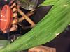 Bumps on catasetum type orchid??-img_8124-jpg