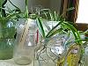 Vandas in Vases in Low Humidity-secavasevandas20150823-jpg