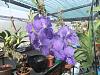 Vanda orchid care: getting a spike-1-2017-vanda-jpg