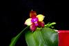 Phalaenopsis Dragon Tree Eagle-orchids-dragon-tree-eagle-jpg