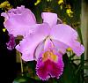 Orchids with a strong scent-cattleya-marie-pia-jpg
