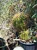 Trichocereus candicans / Echinopsis candicans-trichocereus_candicans_20170619c_seca-jpg