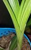 Small brown spots on leaves and pseudobulbs-19433765_10211510277665345_148023568_n-jpg
