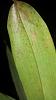 Small brown spots on leaves and pseudobulbs-19441499_10211510276145307_983683259_n-jpg