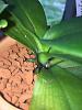 Mini Phalaenopsis Stem Rot?-img_6625-jpg