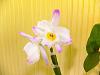Dendrobium nobile with multiple issues-dendronob1-jpg