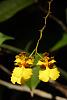 Wild Orchids in the Amazon-img_0632-crop-jpg
