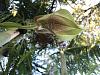 Bulbophyllum Grandiflorum question!-img_3294-jpg
