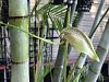 Bulbophyllum Grandiflorum question!-img_3291-jpg