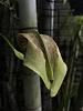 Bulbophyllum Grandiflorum question!-img_3300-jpg