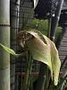 Bulbophyllum Grandiflorum question!-img_3301-jpg