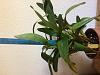Maxillaria elatior-img_1113-jpg