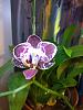 a couple small phals I'd like help with-orchid1-jpg