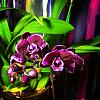 a couple small phals I'd like help with-orchid2-jpg