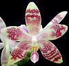 Phalaenopsis (Princess Kaiulani x hieroglyphica) x tetraspsis-orchids-phalaenopsis-princess-kaiulani-hieroglyphica-tetraspsis-001-jpg