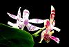 Phalaenopsis (Princess Kaiulani x hieroglyphica) x tetraspsis-orchids-phalaenopsis-princess-kaiulani-hieroglyphica-tetraspsis-002-jpg