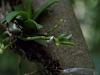 Angraecum chamaeanthus offspring-chaemeanthus-keiki-jpg