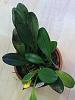 My (fungal? bacterial?) discount Masdevallia- are they sensitive to chemicals?-2017-07-19-001-031-jpg