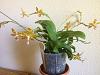 Question about phal spikes?-img_1129-jpg