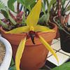Bulbophyllum Frank Smith in bloom-image-jpg